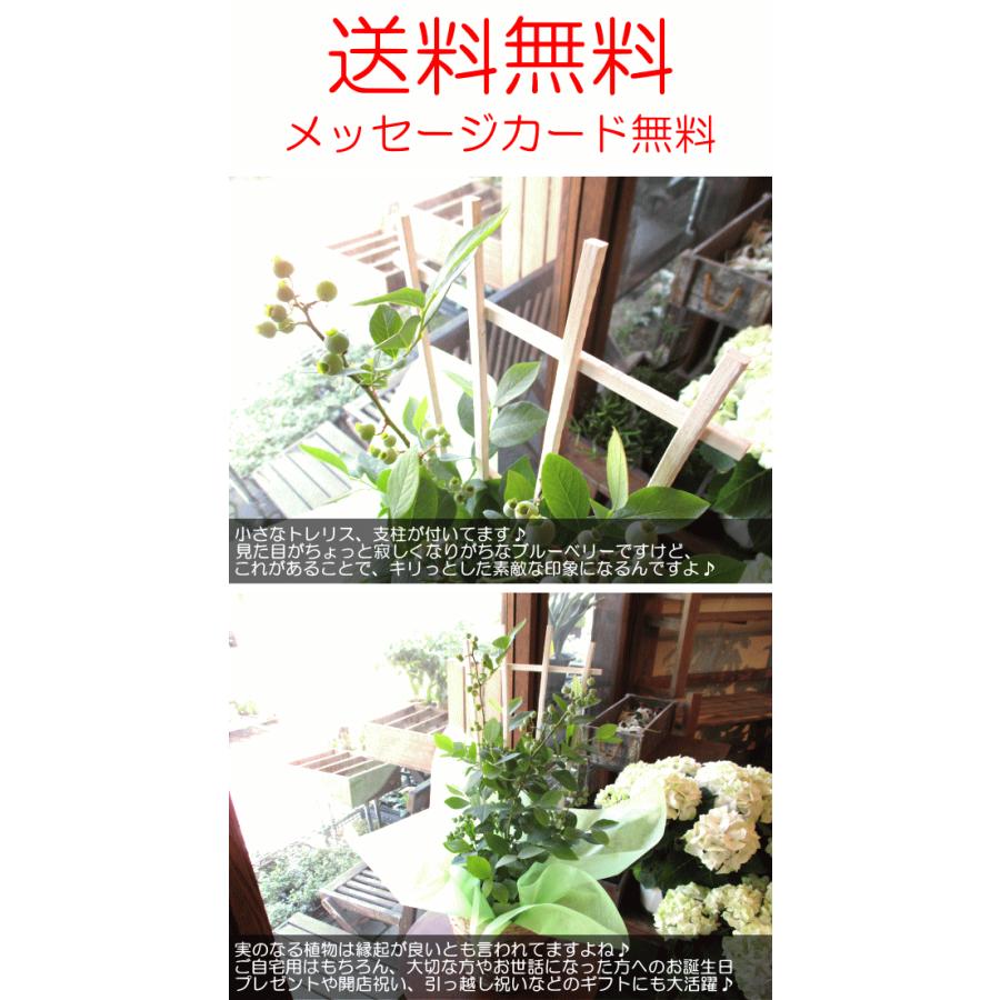 実付き ブルーベリー 5号鉢サイズ 鉢植え 薫る花 庭木 シンボルツリー 果樹 フルーツ 鉢花 ベランダ ガーデン ガーデニング 父の日特集 Brueberry5 01 薫る花 通販 Yahoo ショッピング