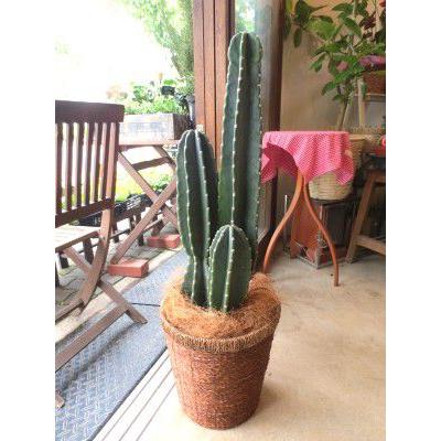 柱サボテン 8号鉢サイズ 鉢植え 観葉植物 ミニ インテリア 柱サボテン 8号鉢サイズ 鉢植え 観葉植物 ミニ インテリア
