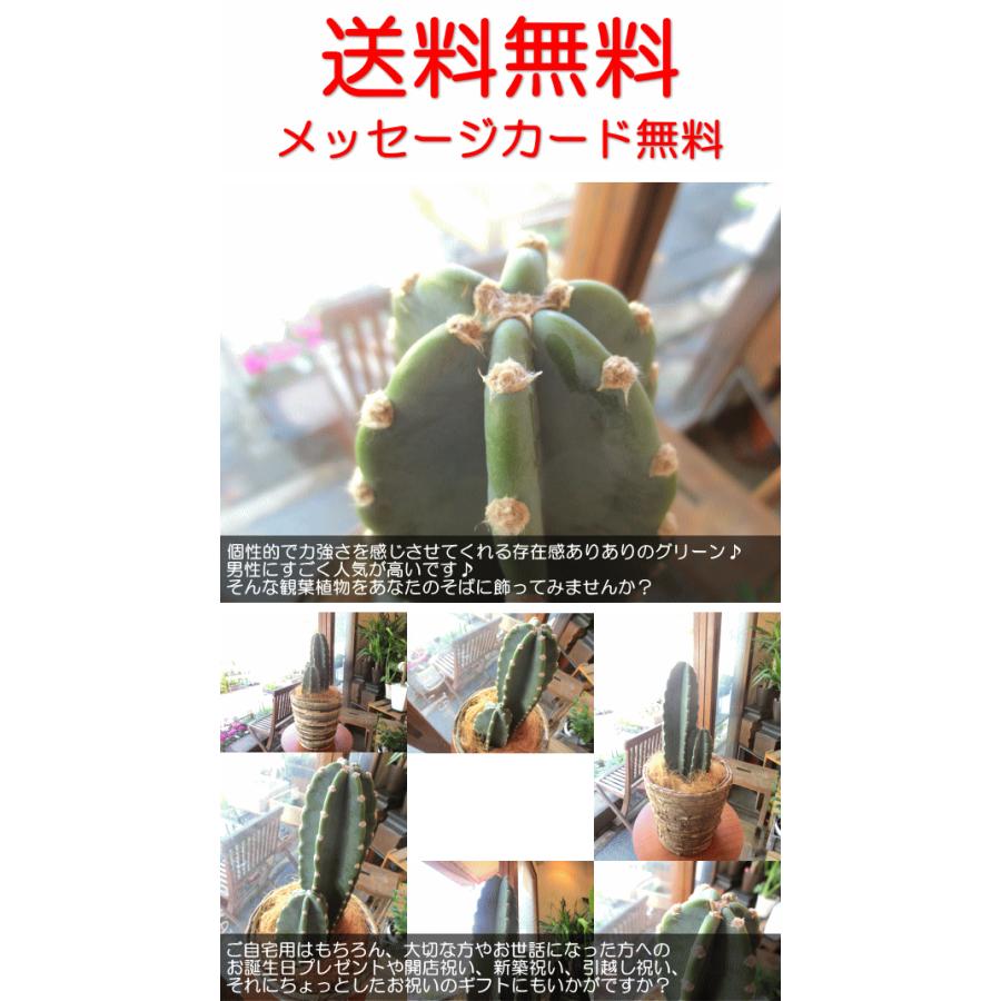 柱サボテン 6号鉢サイズ 観葉植物 ミニ インテリアグリーン プレゼント ギフト 贈り物 お誕生日 結婚記念日 開店祝い 引越し 新築 ハシラサボテン カクタス Cactus 03 薫る花 通販 Yahoo ショッピング