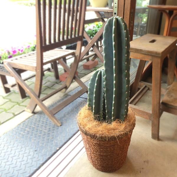 7号　高さ60センチ　サボテン　柱サボテン 柱サボテン 7号鉢サイズ 観葉植物 ミニ インテリアグリーン プレゼント