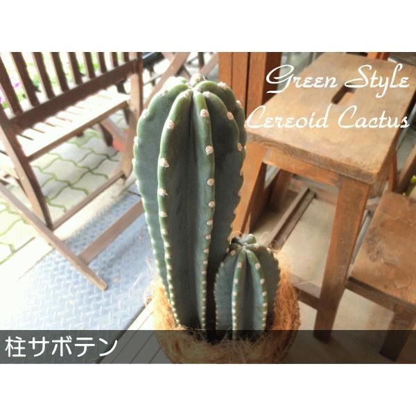 柱サボテン 7号鉢サイズ 観葉植物 ミニ インテリアグリーン プレゼント