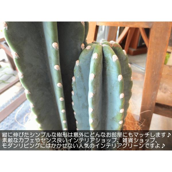 柱サボテン 7号鉢サイズ 観葉植物 ミニ インテリアグリーン プレゼント