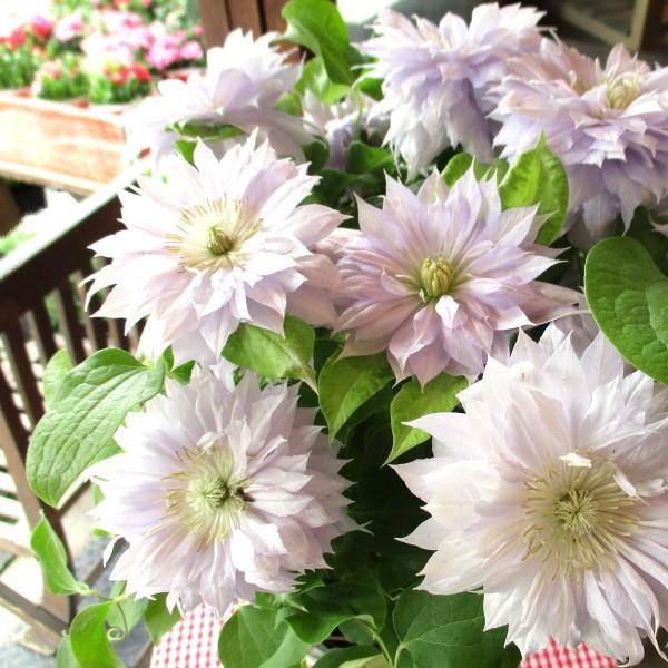 激安の 八重咲き クレマチス ベル オブ ウォーキング 6号鉢サイズ 鉢植え 薄い紫色 淡い紫 パープル 花 フラワー 鉢花 プレゼント ギフト テッセン 母の日特集 22年 新発 Www Aqtsolutions Com