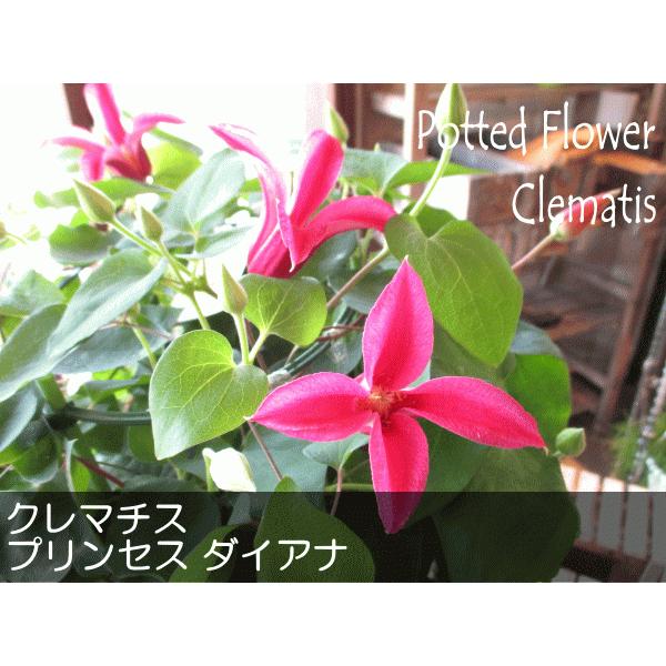 クレマチス プリンセスダイアナ 6号鉢サイズ 鉢植え ピンク色 チューリップ咲き 送料無料 薫る花 フラワー 鉢花 花鉢 母の日ギフト 母の日 特集 21年 Clematis 03 薫る花 通販 Yahoo ショッピング
