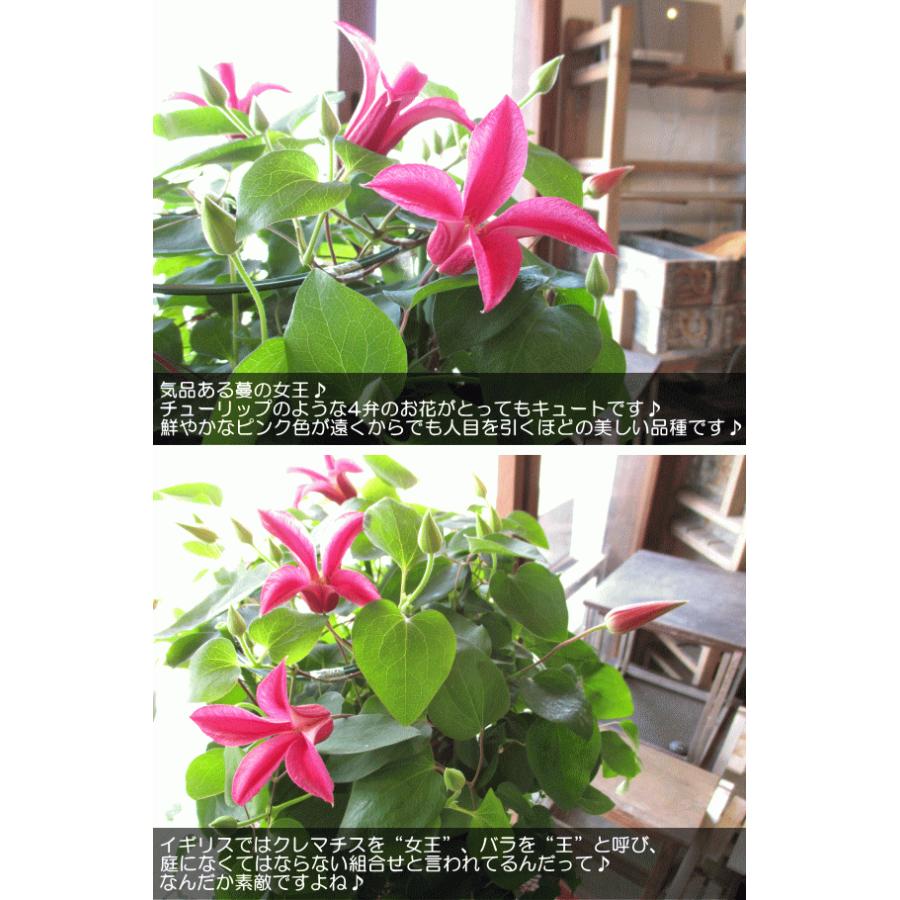 クレマチス プリンセスダイアナ 6号鉢サイズ 鉢植え ピンク色 チューリップ咲き 送料無料 薫る花 フラワー 鉢花 花鉢 母の日ギフト 母の日 特集 21年 Clematis 03 薫る花 通販 Yahoo ショッピング