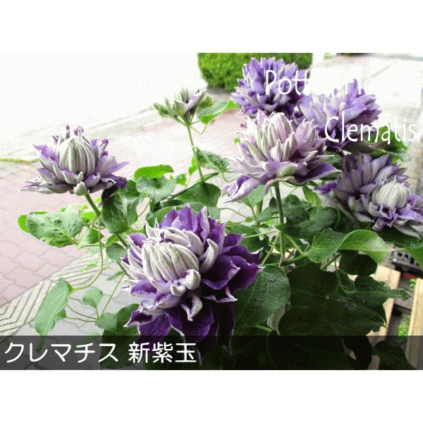 八重咲き クレマチス 新紫玉 6号鉢サイズ 鉢植え 紫色 パープル しんし