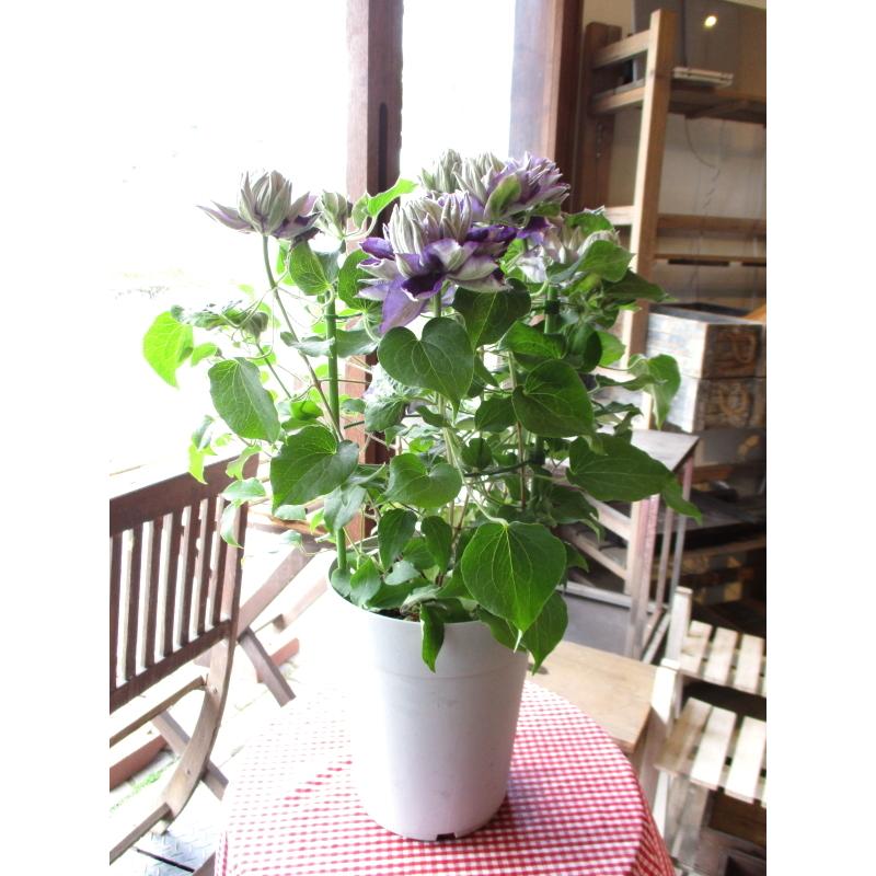 八重咲き クレマチス 新紫玉 6号鉢サイズ 鉢植え 紫色 パープル