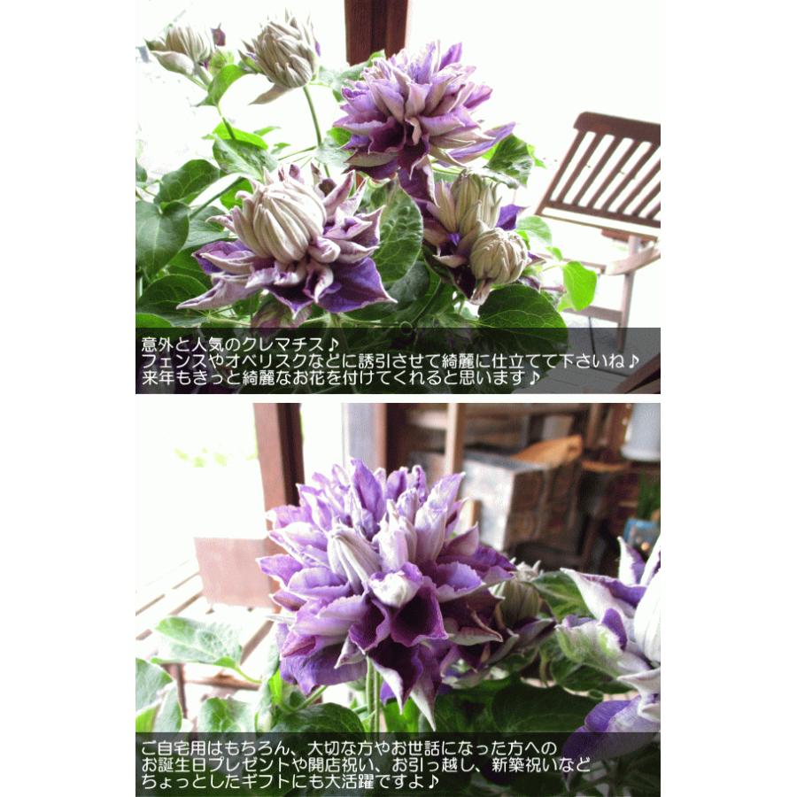 八重咲き クレマチス 新紫玉 6号鉢サイズ 鉢植え 紫色 パープル しんし