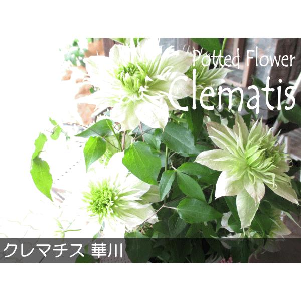 クレマチス 華川 5号鉢サイズ 鉢植え はなかわ ハナカワ 緑色 白色