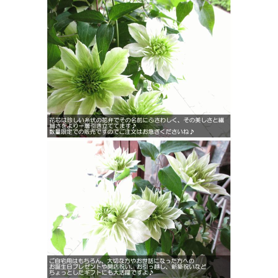 クレマチス 華川 5号鉢サイズ 鉢植え はなかわ ハナカワ 緑色 白色
