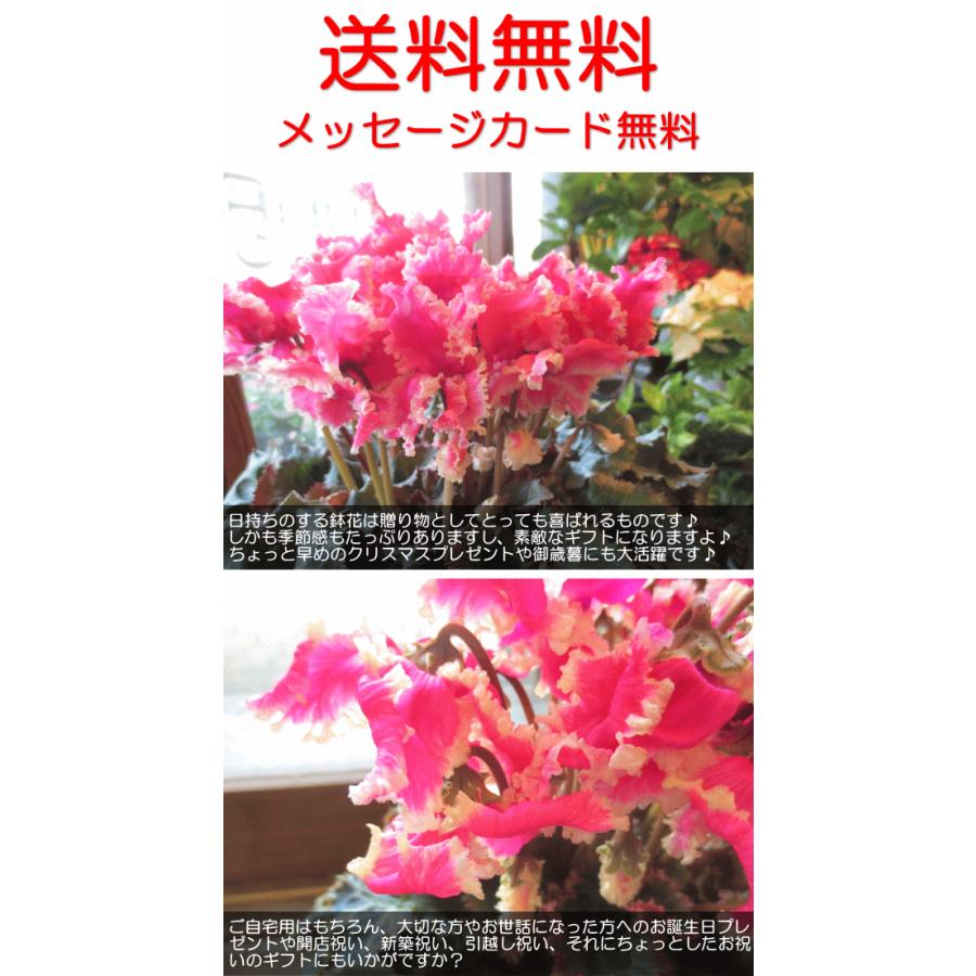 シクラメン プリマドンナゴールド 5号鉢サイズ 鉢植え　花 フラワー 鉢花 プレゼント ギフト 贈り物 お誕生日 開店祝い お祝い お歳暮 御歳暮 クリスマス｜kaoruhana｜05