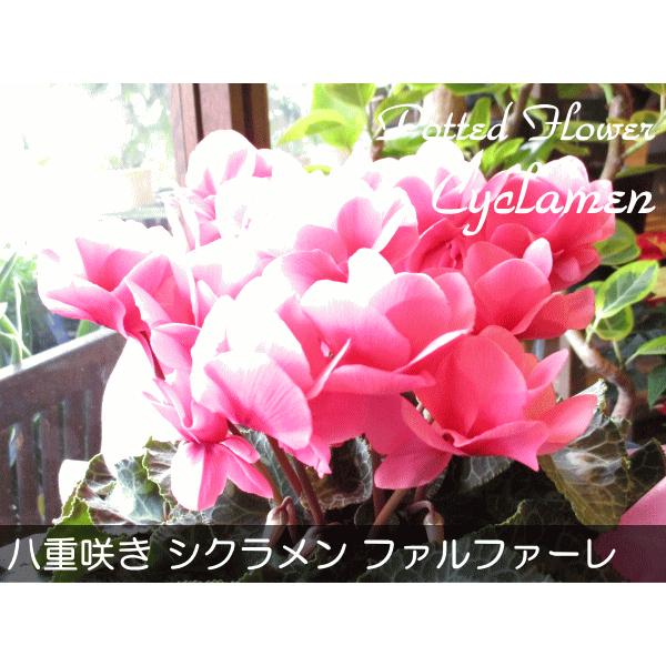 八重咲き シクラメン ファルファーレ 5号鉢サイズ 鉢植え 花 フラワー 鉢花 プレゼント ギフト 贈り物 お誕生日 開店祝い お祝い お歳暮 御歳暮 クリスマス Cyclamen 04 薫る花 通販 Yahoo ショッピング