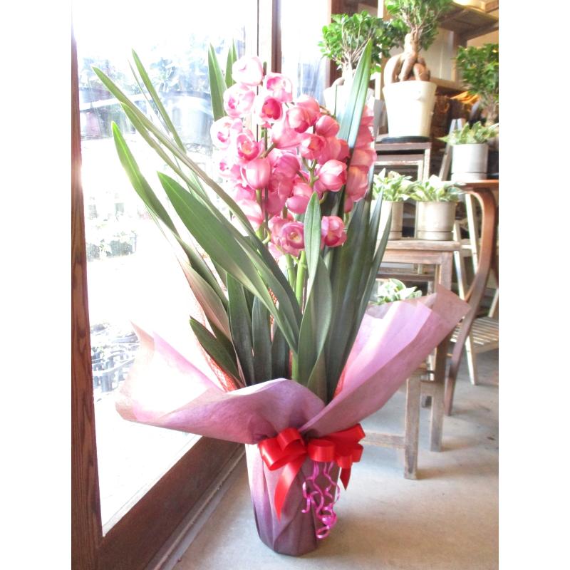 シンビジューム 4本立ち以上 鉢植え 洋蘭 洋ラン 薫る花 シンビジウム