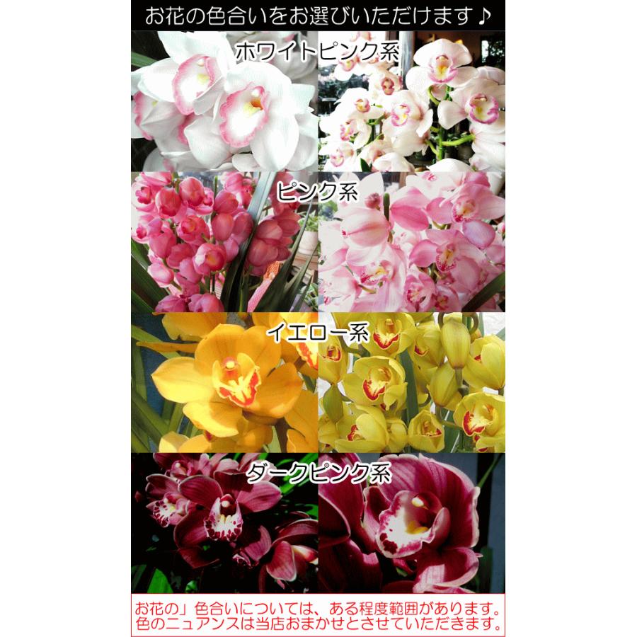 シンビジューム 4本立ち以上 鉢植え 洋蘭 洋ラン 薫る花 シンビジウム