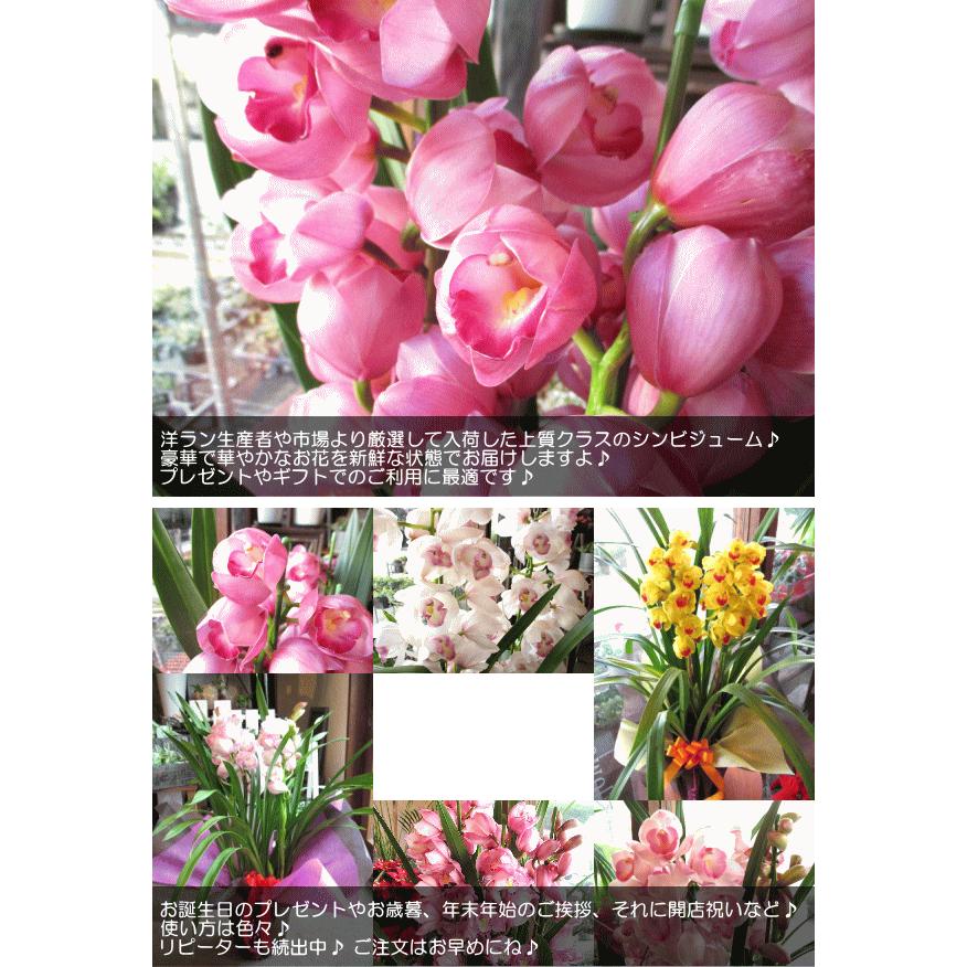 シンビジューム 5本立ち以上 鉢植え 洋蘭 洋ラン 薫る花 シンビジウム