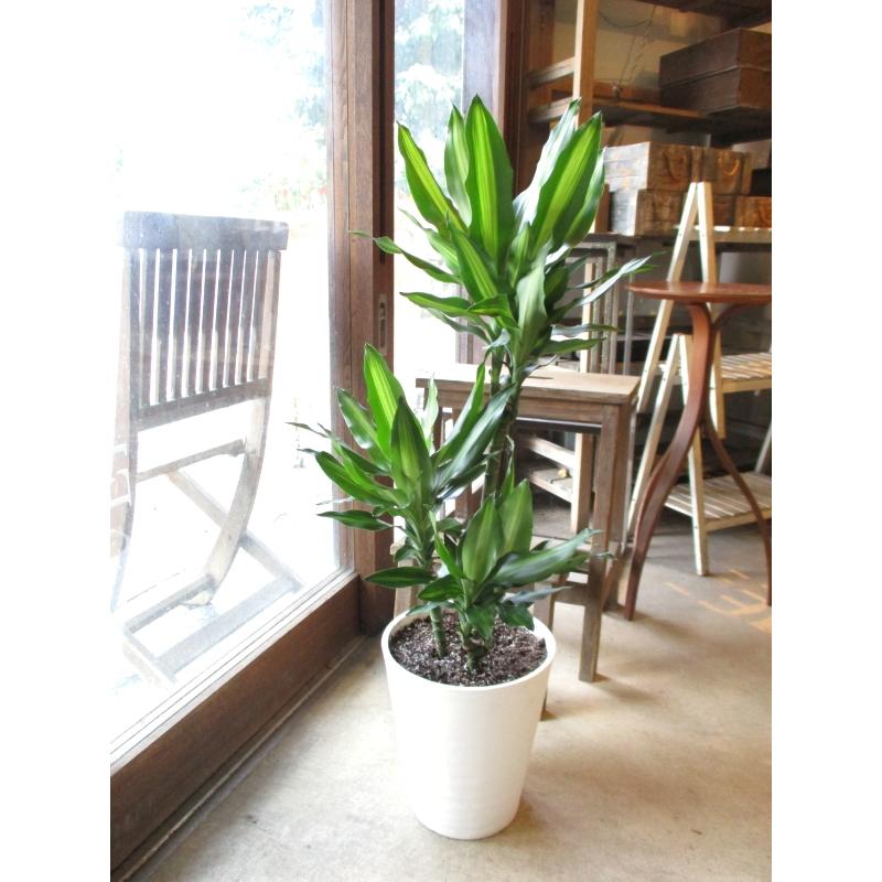ドラセナ ジェレ 8号鉢サイズ 白色 セラアート鉢 ホワイト 鉢植え 幸福
