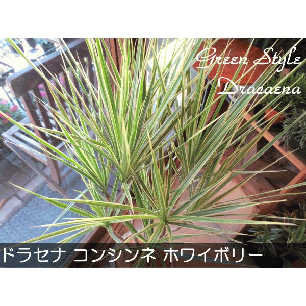 ドラセナ ジェレ 8号鉢サイズ 黒色 セラアート鉢 ブラック 鉢植え 幸福