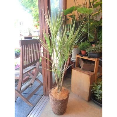 ドラセナ ジェレ 8号鉢サイズ 黒色 セラアート鉢 ブラック 鉢植え 幸福