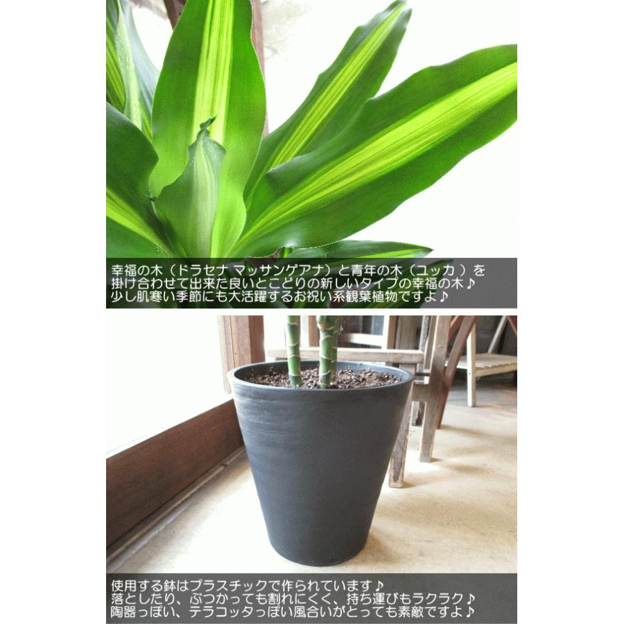 ドラセナ ジェレ 8号鉢サイズ 黒色 セラアート鉢 ブラック 鉢植え 幸福