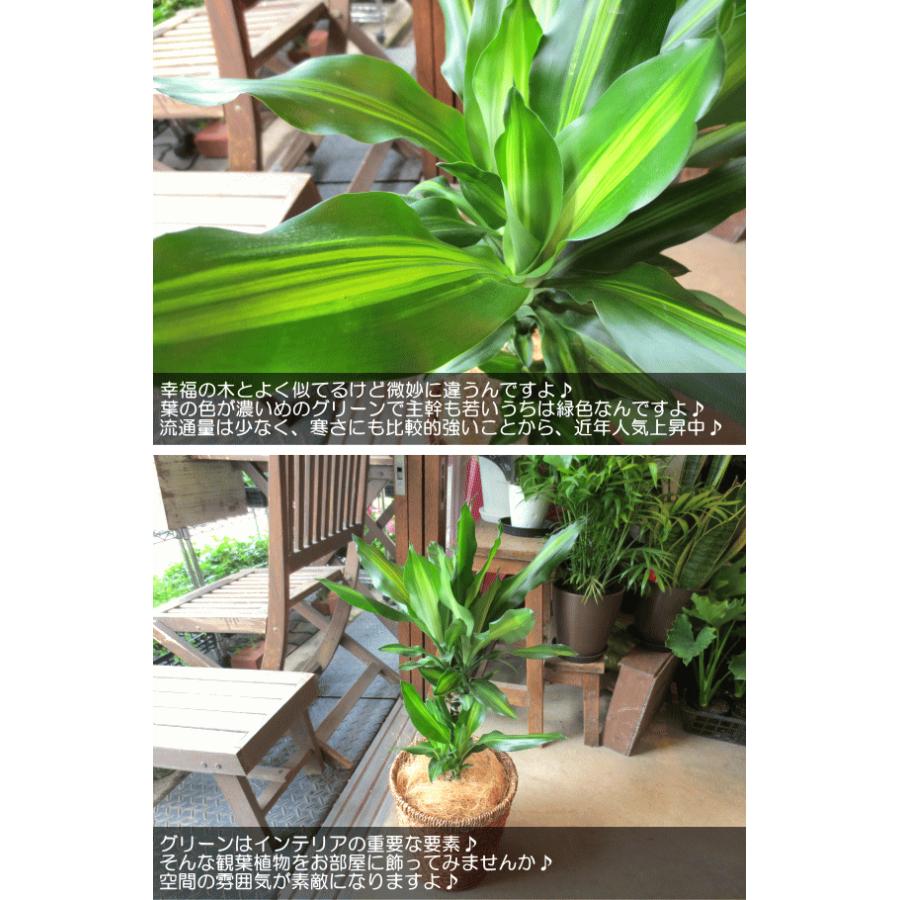 ドラセナ ジェレ 6号鉢サイズ 鉢植え 幸福の木 青年の木 ユッカ 薫る花