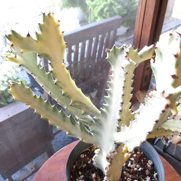 ユーフォルビア ラクテア ホワイトゴースト 4号鉢サイズ 鉢植え 薫る花