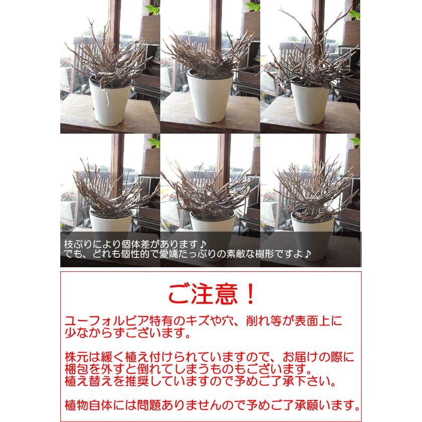 在庫有 ゾンビプランツ ユーフォルビア プラティクラダ 5号鉢サイズ 鉢植え 送料無料 薫る花 観葉植物 おしゃれ インテリアグリーン 小型 ミニ 柱サボテン カクタス 多肉植物 ラクティア 人気 希少 お誕生日プレゼント ギフト 贈り物 開店祝い 引越し祝い 新築祝い 移転