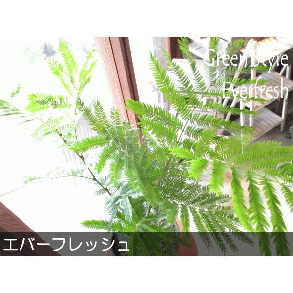 エバーフレッシュ ねむの木 7号鉢サイズ 黒色 セラアート鉢 鉢植え