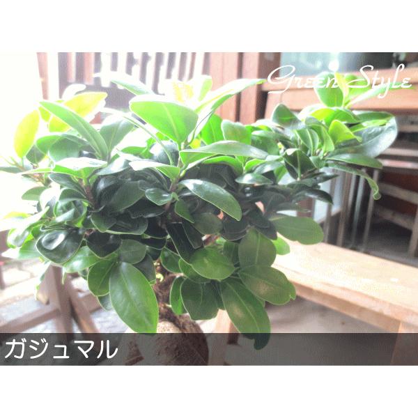 ガジュマル 多幸の木 6号鉢サイズ 鉢植え 観葉植物 ミニ インテリア
