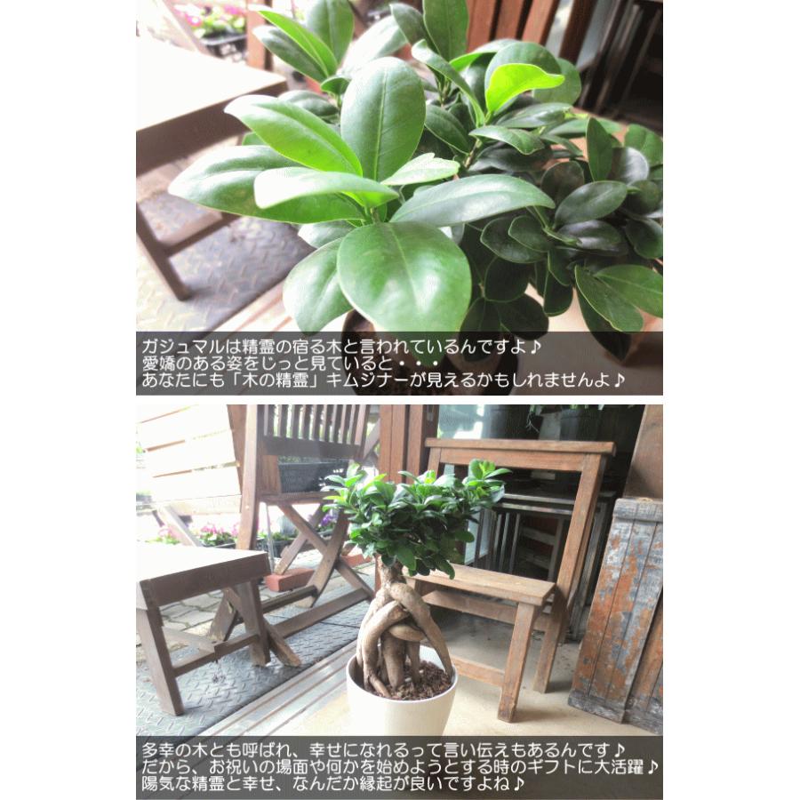 ガジュマル 多幸の木 6号鉢サイズ 鉢植え 観葉植物 ミニ インテリアグリーン プレゼント ギフト 贈り物 お誕生日 記念日 開店祝い 引越し祝い 新築祝い Gajyumaru 01 薫る花 通販 Yahoo ショッピング