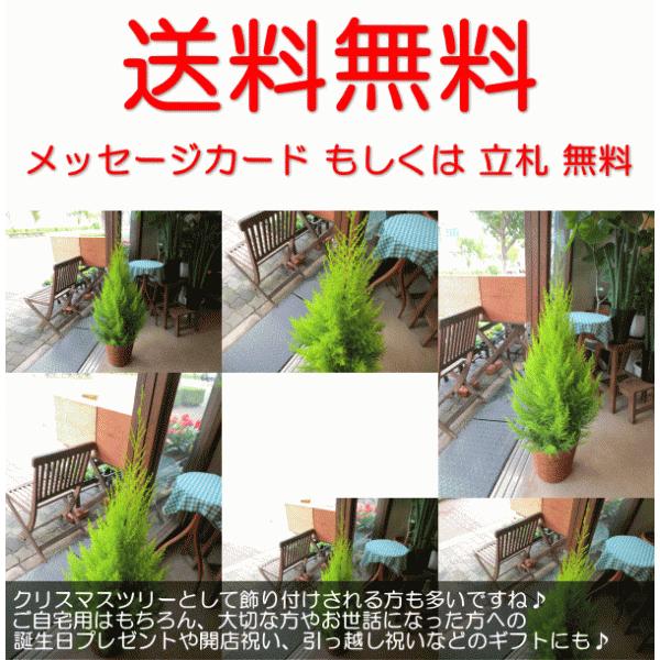 コニファー ゴールドクレスト 6号鉢サイズ 観葉植物 ミニ プレゼント ギフト お誕生日 開店祝い 引越し 新築 庭木 シンボルツリー クリスマスツリー ウィルマ Goldcrest 04 薫る花 通販 Yahoo ショッピング