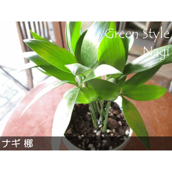 ミニ ナギ 梛 3.5号鉢サイズ 鉢植え 縁結びの木 縁起の良い植物 ナギの 