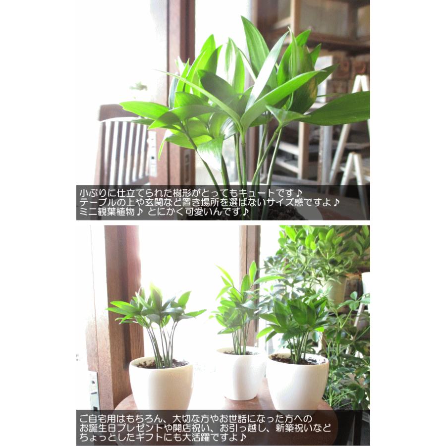 ミニ ナギ 梛 3.5号鉢サイズ 鉢植え 縁結びの木 縁起の良い植物 ナギの