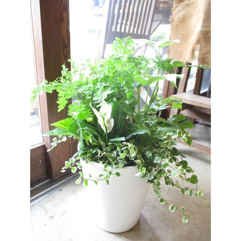 観葉植物のおまかせ寄せ植え 7号鉢サイズ 白色 セラアート鉢 鉢植え 薫る花 観葉植物 おしゃれ インテリアグリーン ミニ観葉 セット 福袋 小型 ミニ Greenassort 07 薫る花 通販 Yahoo ショッピング