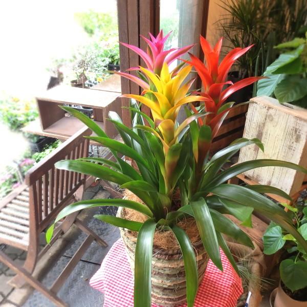 グズマニア 3色寄せ植え 7号鉢サイズ 鉢植え 観葉植物 ミニ インテリアグリーン プレゼント ギフト 贈り物 お誕生日 開店祝い 人気 アジアンテイスト アナナス Guzmania 01 薫る花 通販 Yahoo ショッピング