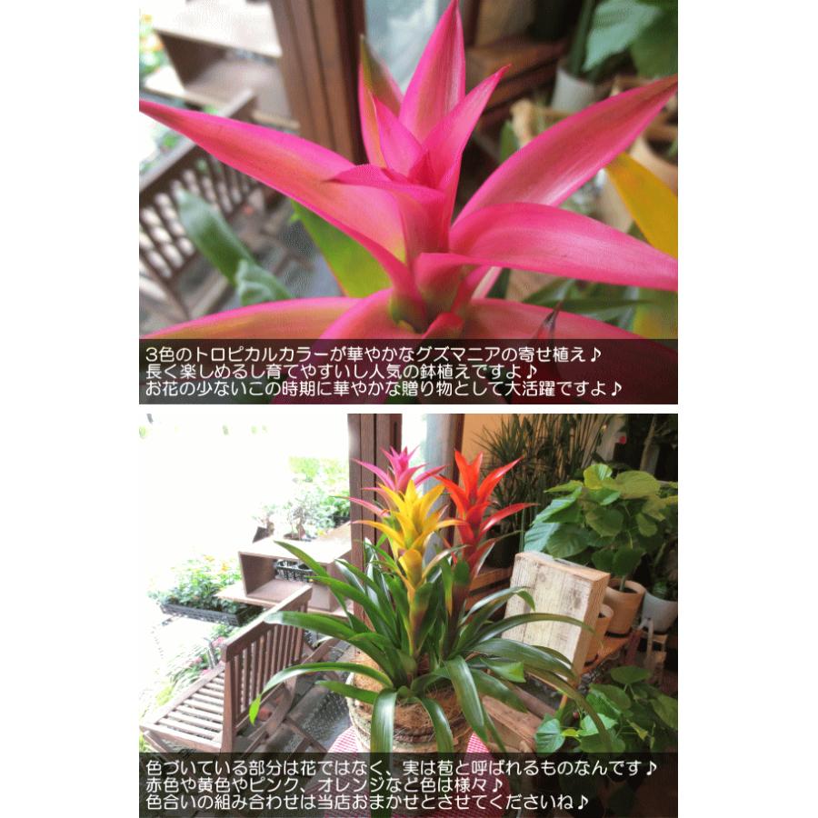 グズマニア 3色寄せ植え 7号鉢サイズ 鉢植え 観葉植物 ミニ インテリアグリーン プレゼント ギフト 贈り物 お誕生日 開店祝い 人気 アジアンテイスト アナナス Guzmania 01 薫る花 通販 Yahoo ショッピング
