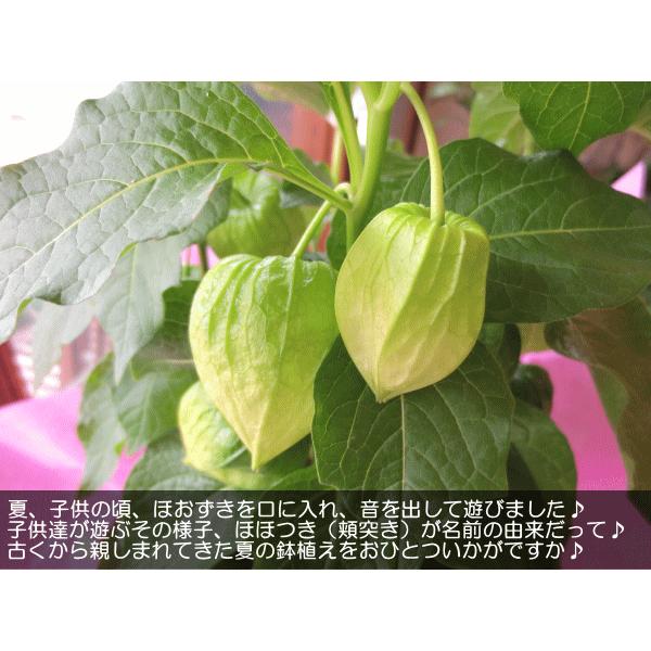 ほおずき 5号鉢サイズ 鉢植え 懐かしい夏の思い出 送料無料 薫る花 鉢花 ほおづき ホオズキ 鬼灯 ほうずき ほうづき お中元 御中元 お盆 父の日特集 Hoozuki 01 薫る花 通販 Yahoo ショッピング