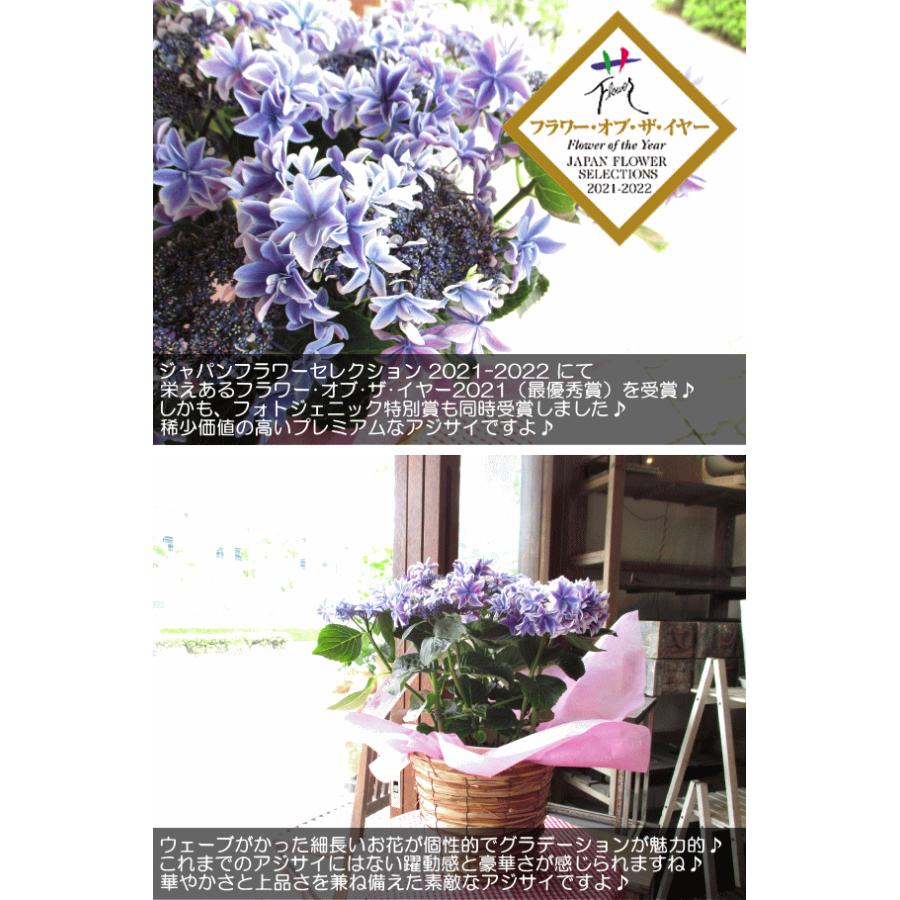 アジサイ 月虹 ブルー 5号鉢サイズ 鉢植え げっこう 青色 水色 紫
