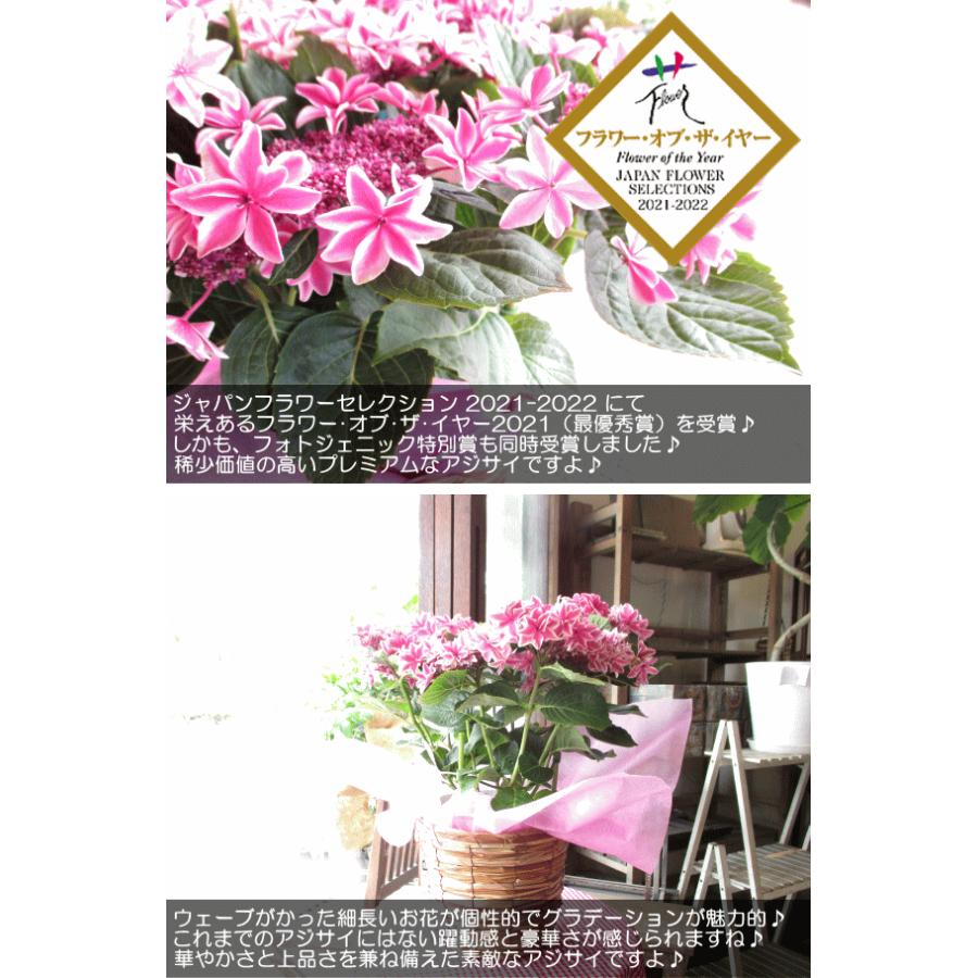 アジサイ 月虹 ピンク 5号鉢サイズ 鉢植え げっこう 桃色 あじさい 紫陽花 薫る花 フラワー 鉢花 花鉢 母の日ギフト プレゼント 母の日特集 2024年｜kaoruhana｜04