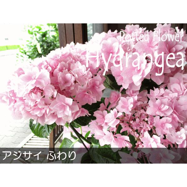 アジサイ ふわり 5号鉢サイズ 鉢植え フワリ ピンク色 さくら色 アジサイ ふわり 5号鉢サイズ 鉢植え フワリ ピンク色 さくら色