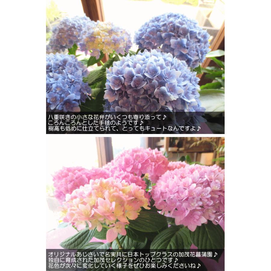 アジサイ ごきげんよう 5号鉢サイズ 鉢植え 選べる花色 ブルー系 ピンク系 あじさい 紫陽花 花 フラワー 鉢花 プレゼント ギフト 母の日ギフト 21年 Hydrangea 06 薫る花 通販 Yahoo ショッピング