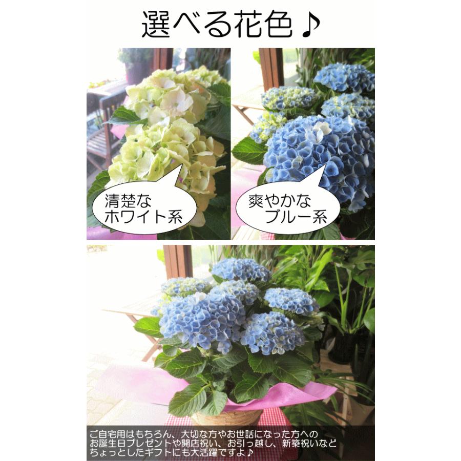 アジサイ マジカルノブレス マジカルブルー 5号鉢サイズ 鉢植え 選べる花色 ホワイト系 ブルー系 あじさい 紫陽花 花 フラワー 鉢花 プレゼント 母の日ギフト Hydrangea 07 薫る花 通販 Yahoo ショッピング