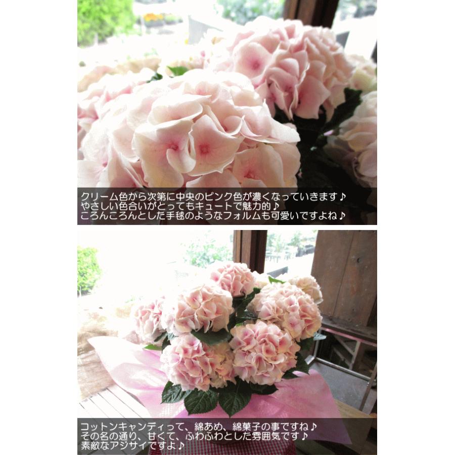 アジサイ コットンキャンディ 5号鉢サイズ 鉢植え ピンク色 あじさい 紫陽花 コットンキャンディー 送料無料 薫る花 フラワー 鉢花 花鉢 母の日ギフト 21年 Hydrangea 08 薫る花 通販 Yahoo ショッピング
