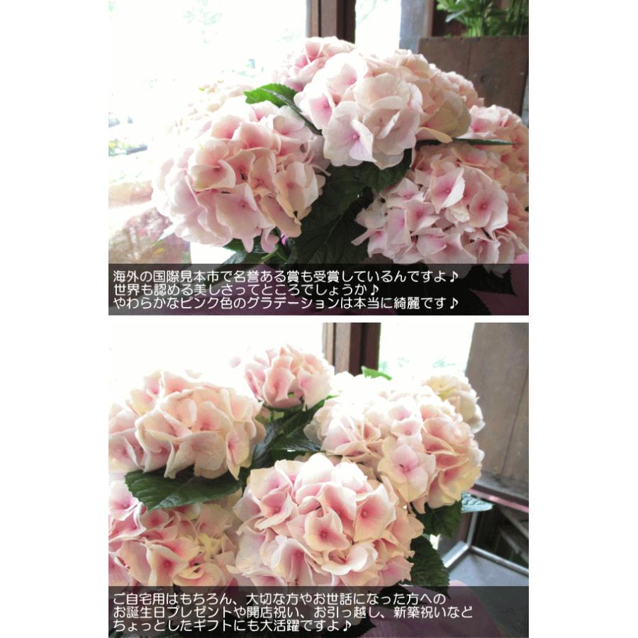 アジサイ コットンキャンディ 5号鉢サイズ 鉢植え ピンク色 あじさい 紫陽花 コットンキャンディー 送料無料 薫る花 フラワー 鉢花 花鉢 母の日ギフト 21年 Hydrangea 08 薫る花 通販 Yahoo ショッピング