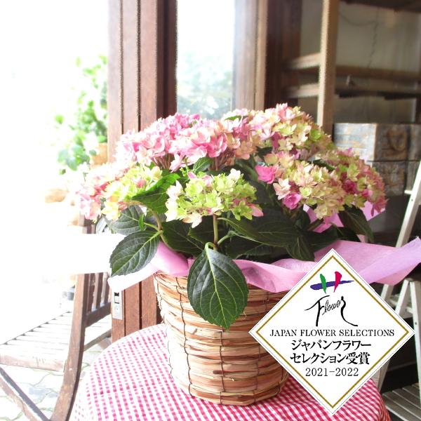 kazu様 リクエスト 2点 まとめ商品　紫陽花　アジサイ　星あつめ Amazon｜紫陽花：アジサイ “星あつめ*ラッピング付｜観葉植物