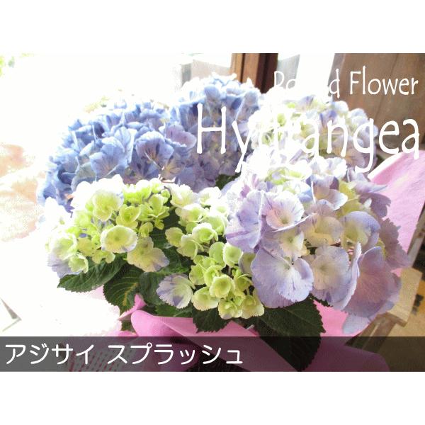 アジサイ スプラッシュ 5号鉢サイズ 鉢植え 大栄花園 水色 ブルー あじさい 紫陽花 薫る花 フラワー 鉢花 花鉢 母の日ギフト 母の日特集 22年 Hydrangea 11 薫る花 通販 Yahoo ショッピング