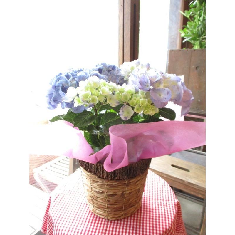 アジサイ スプラッシュ 5号鉢サイズ 鉢植え 大栄花園 水色 ブルー あじさい 紫陽花 薫る花 フラワー 鉢花 花鉢 母の日ギフト 母の日特集 22年 Hydrangea 11 薫る花 通販 Yahoo ショッピング