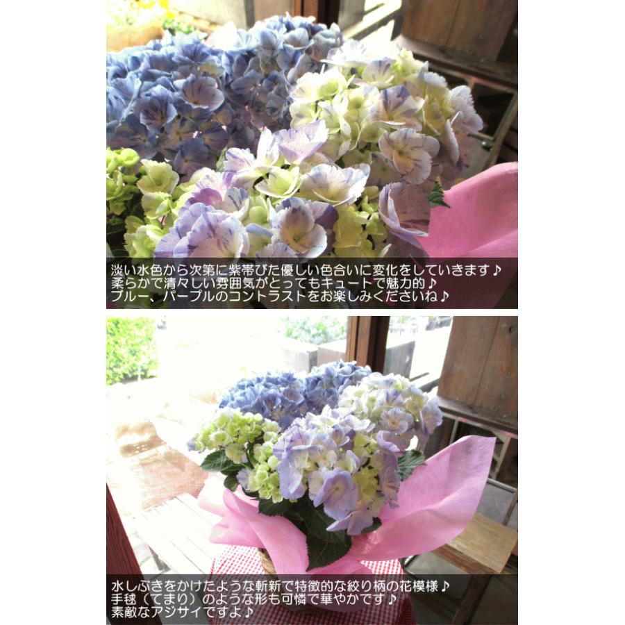 アジサイ スプラッシュ 5号鉢サイズ 鉢植え 大栄花園 水色 ブルー あじさい 紫陽花 薫る花 フラワー 鉢花 花鉢 母の日ギフト 母の日特集 22年 Hydrangea 11 薫る花 通販 Yahoo ショッピング