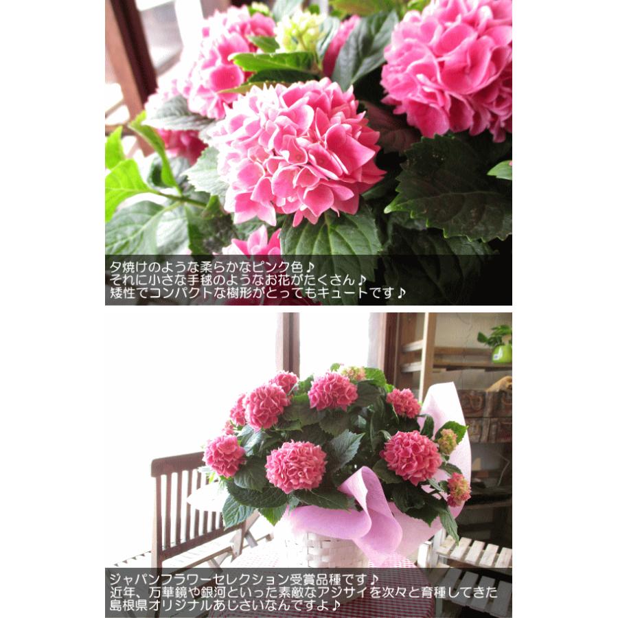 アジサイ 茜雲 5号鉢サイズ 鉢植え 島根県産 あかねぐも 桃色 ピンク あじさい 紫陽花 送料無料 薫る花 フラワー 鉢花 花鉢 母の日ギフト 母の日特集 21年 Hydrangea 13 薫る花 通販 Yahoo ショッピング