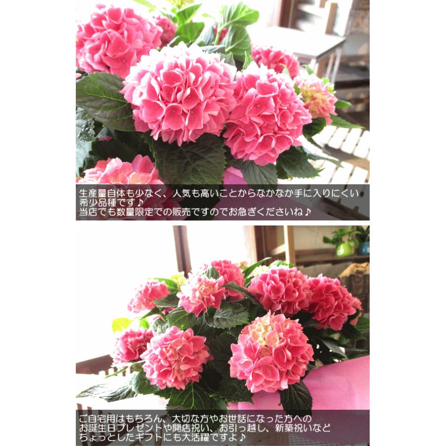 アジサイ 茜雲 5号鉢サイズ 鉢植え 島根県産 あかねぐも 桃色 ピンク あじさい 紫陽花 送料無料 薫る花 フラワー 鉢花 花鉢 母の日ギフト 母の日特集 21年 Hydrangea 13 薫る花 通販 Yahoo ショッピング