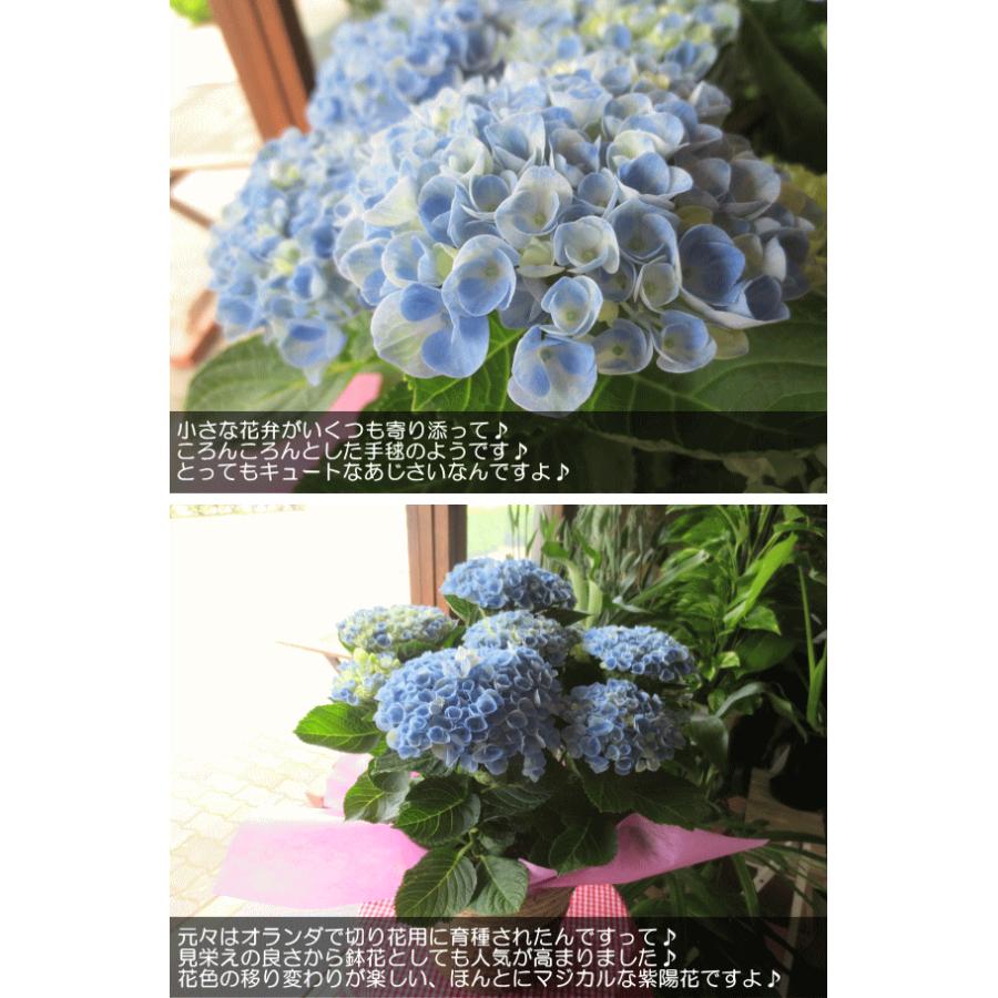 アジサイ マジカルレボリューション ブルー 5号鉢サイズ 鉢植え 水色